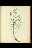  Fol. 114 

Meliotus flore albo.